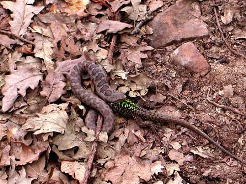 Vipera aspis che preda lucertola campestre